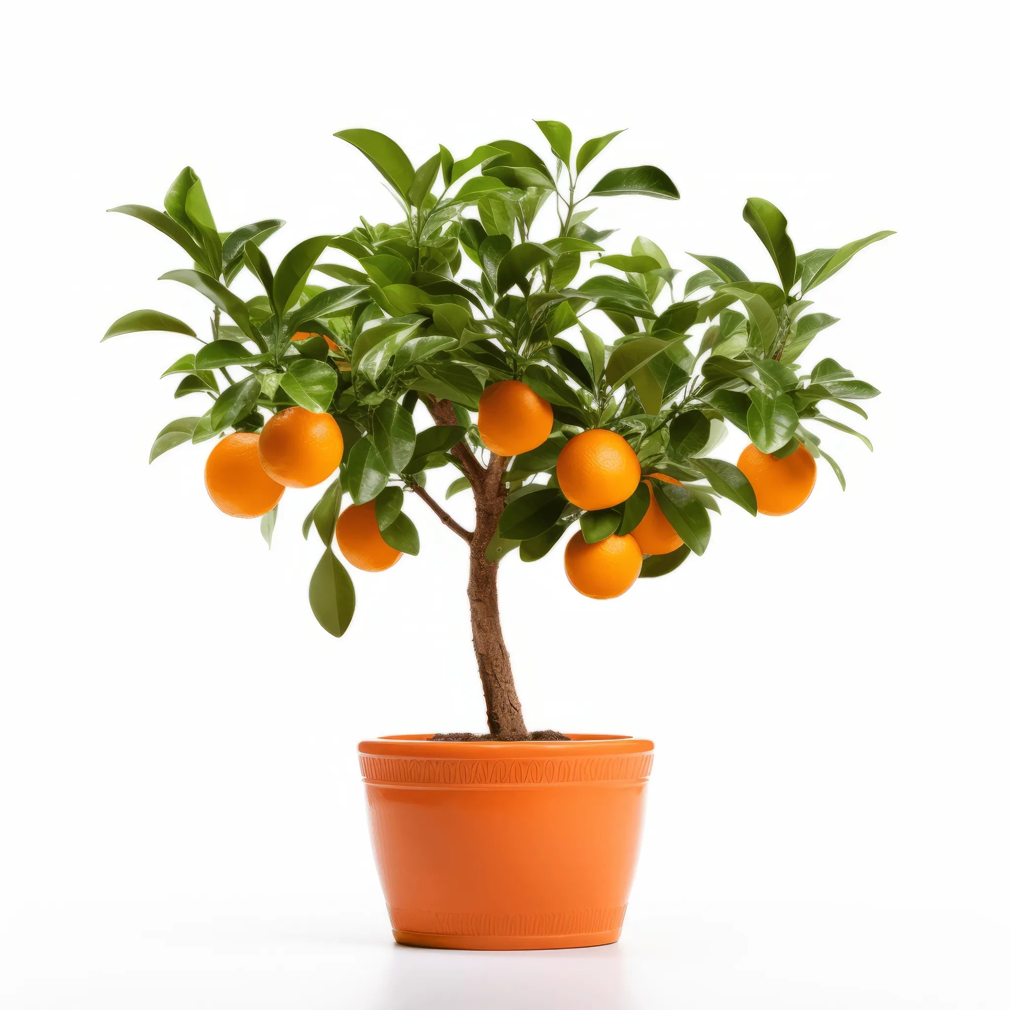 Armel orange tree
