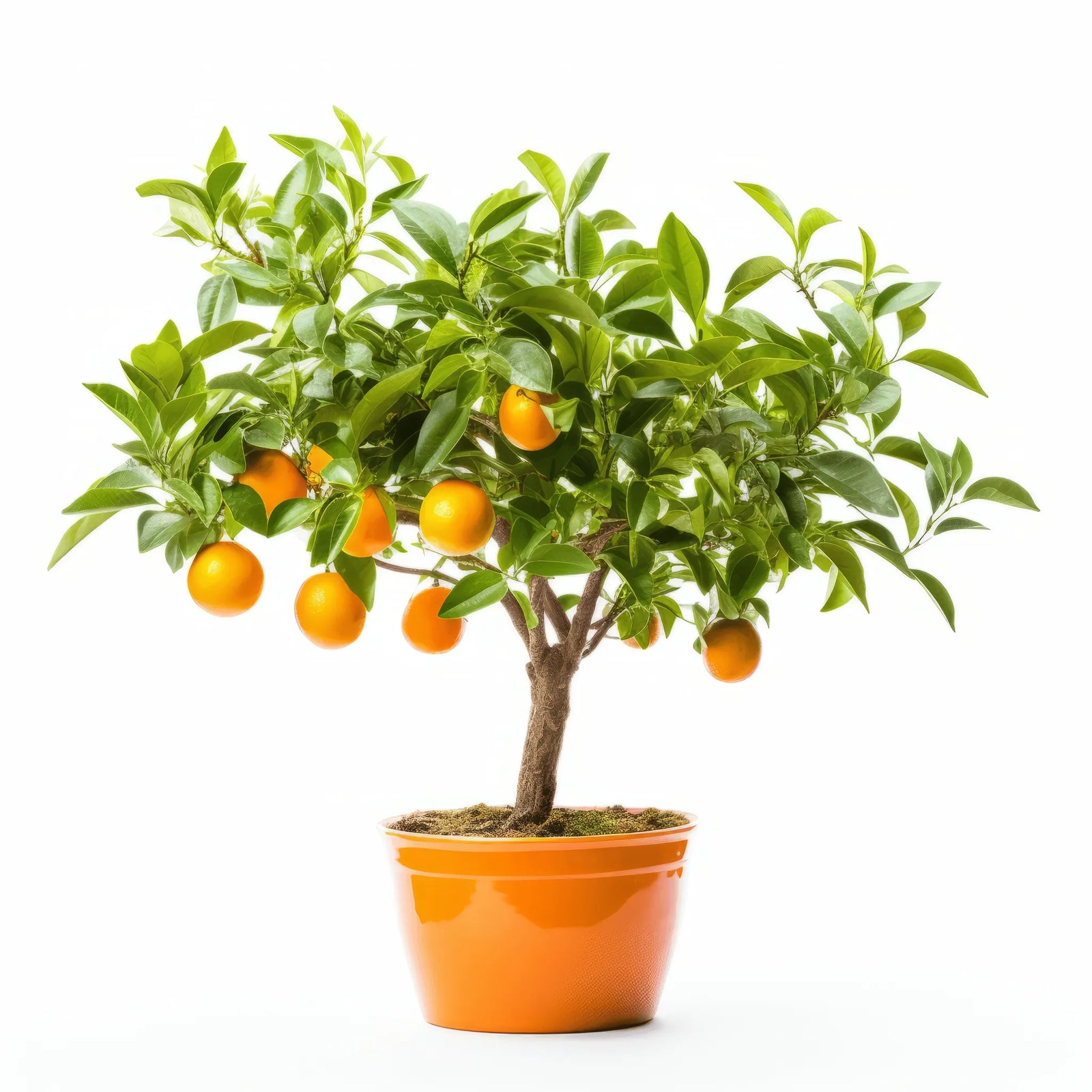Arnaldo orange tree