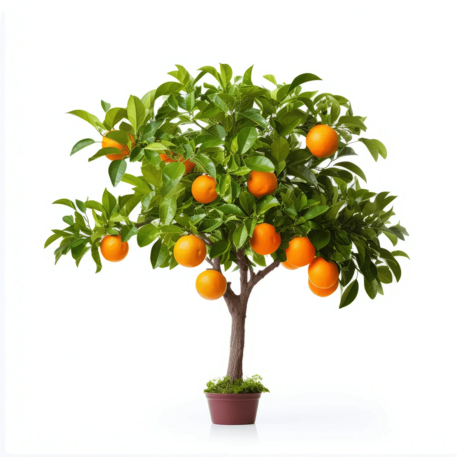 Arran orange tree