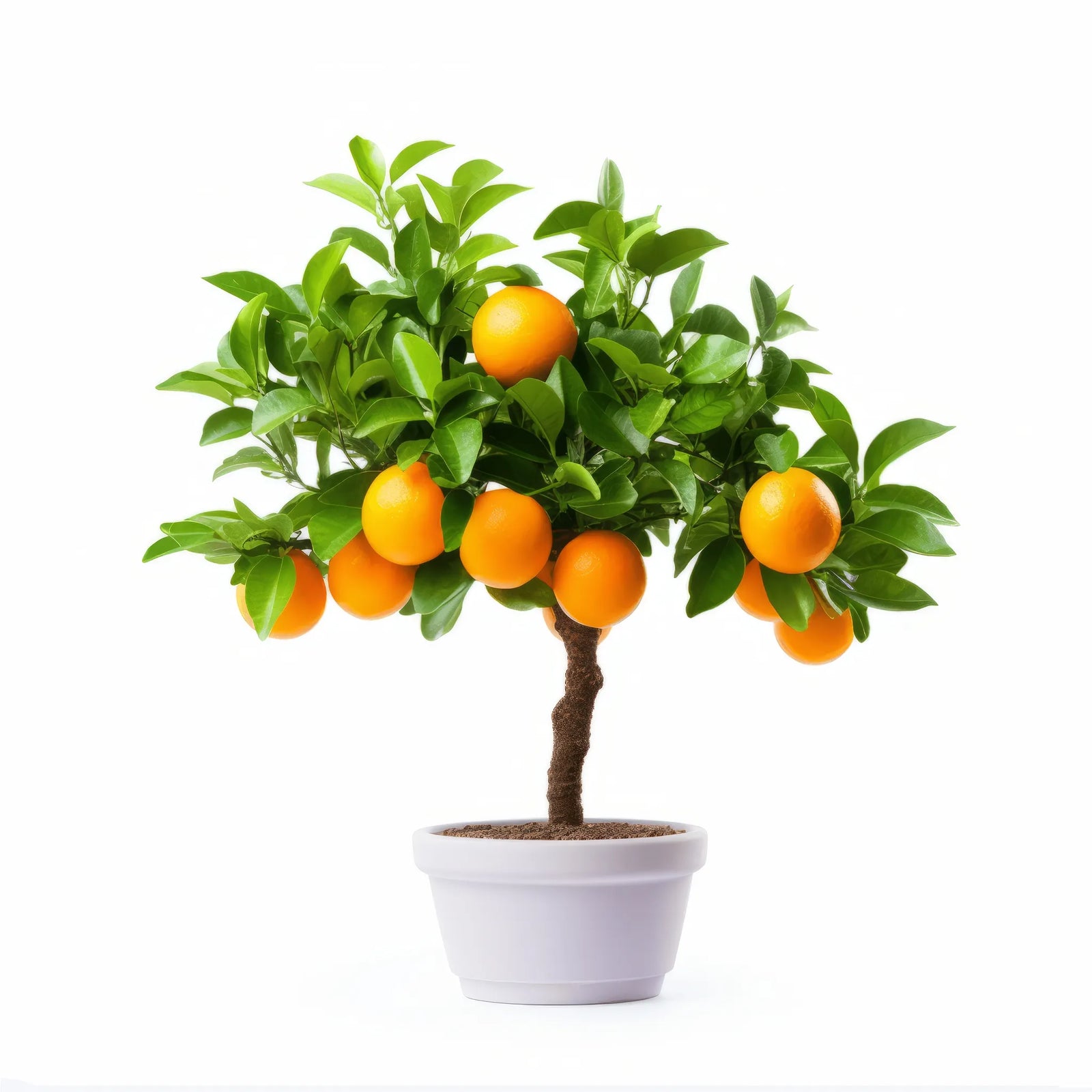 Arsen orange tree