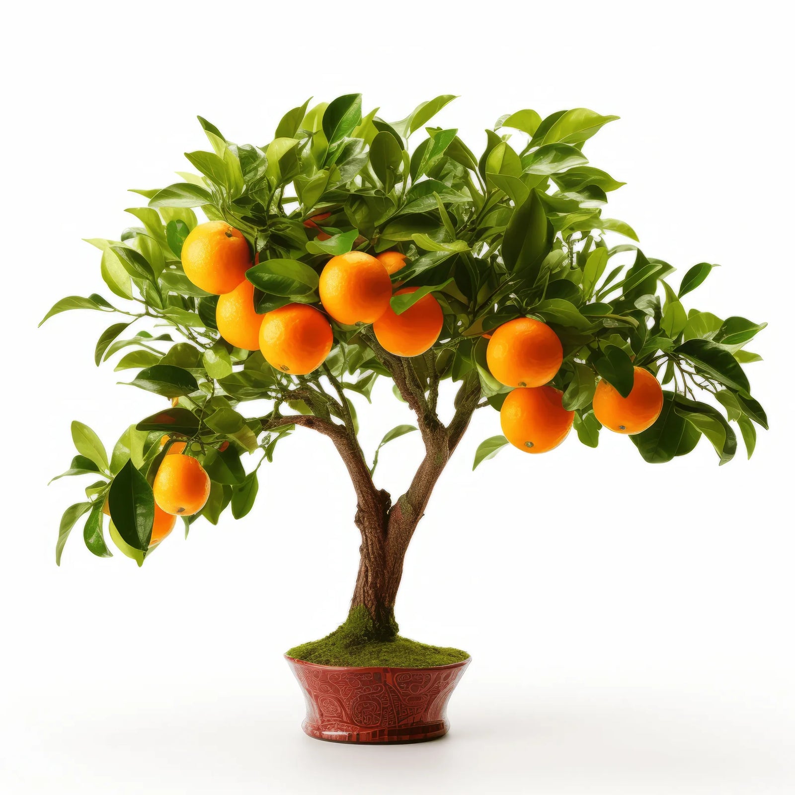 Artair orange tree