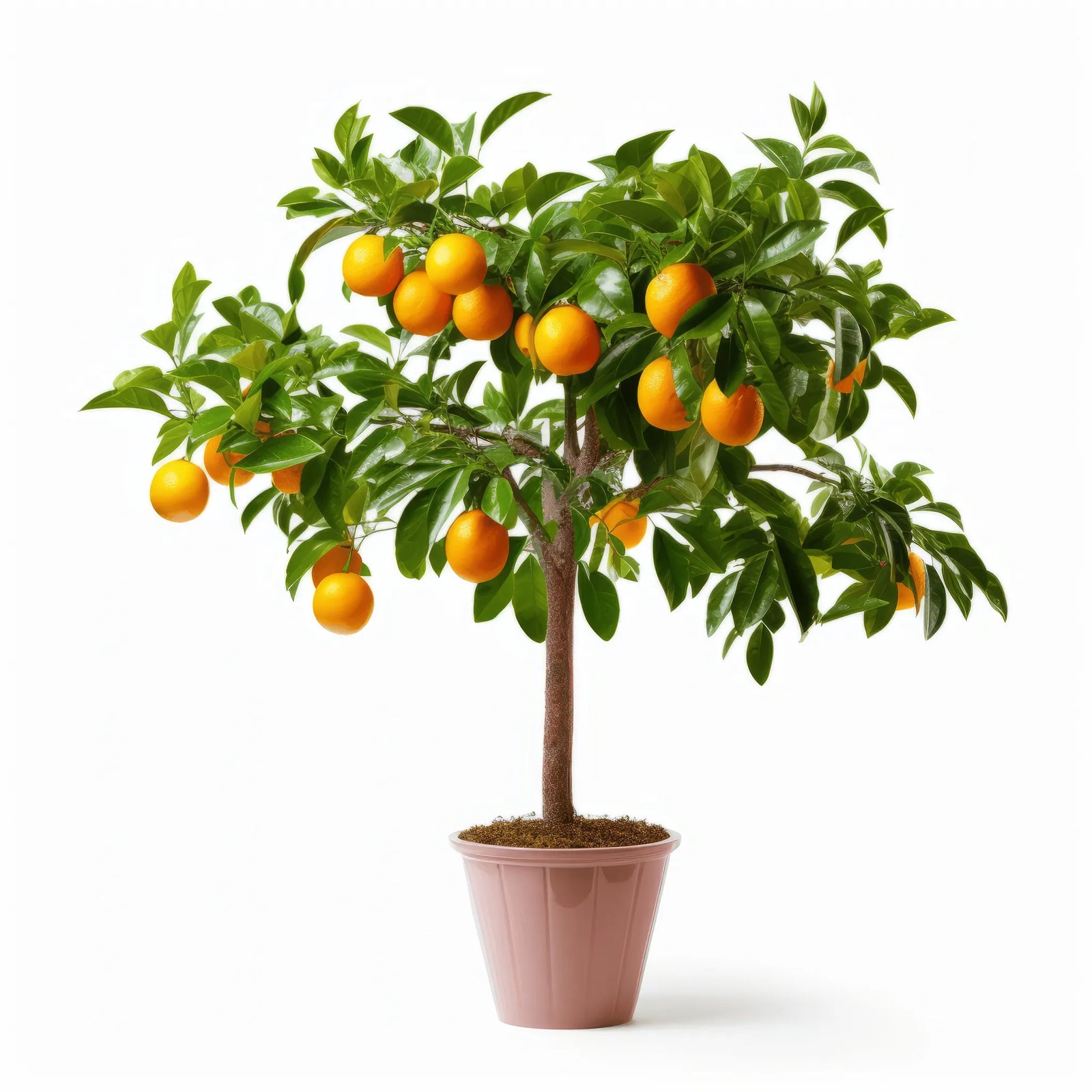 Ashby orange tree