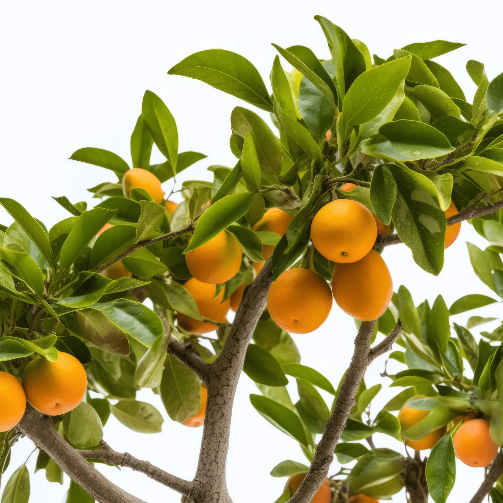 Arnaud orange tree