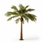 Asia palm tree