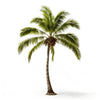 Astrid palm tree
