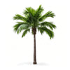 Asumi palm tree