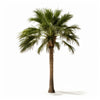 Athene palm tree