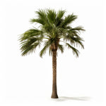 Athene palm tree