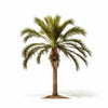Atsuko palm tree