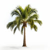 Attilio palm tree