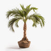 Auburn palm tree