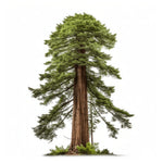 Auggie sequoia tree