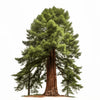 Augustino sequoia tree