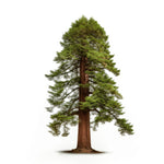 Augusto sequoia tree