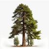 Aurelien sequoia tree