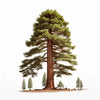 Aurelio sequoia tree