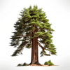 Aurelius sequoia tree