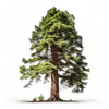 Auriane sequoia tree