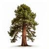 Aurora sequoia tree