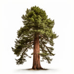 Aurora sequoia tree