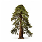 Austen sequoia tree