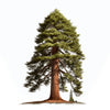Austin sequoia tree