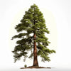 Austyn sequoia tree
