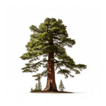 Avelina sequoia tree