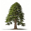 Averie sequoia tree