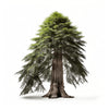 Avi sequoia tree