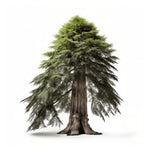 Avi sequoia tree
