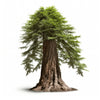 Avra sequoia tree