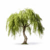 Axel willow tree