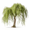 Axelina willow tree