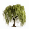 Axi willow tree