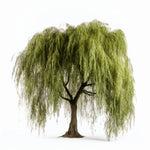 Axi willow tree