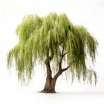 Ayano willow tree
