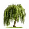 Aydan willow tree