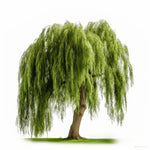 Aydan willow tree