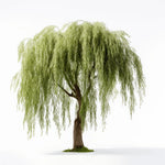 Ayden willow tree