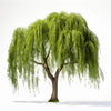 Ayisha willow tree
