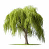 Ayla willow tree