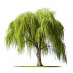 Ayla willow tree