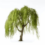 Aymara willow tree