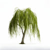 Aysun willow tree