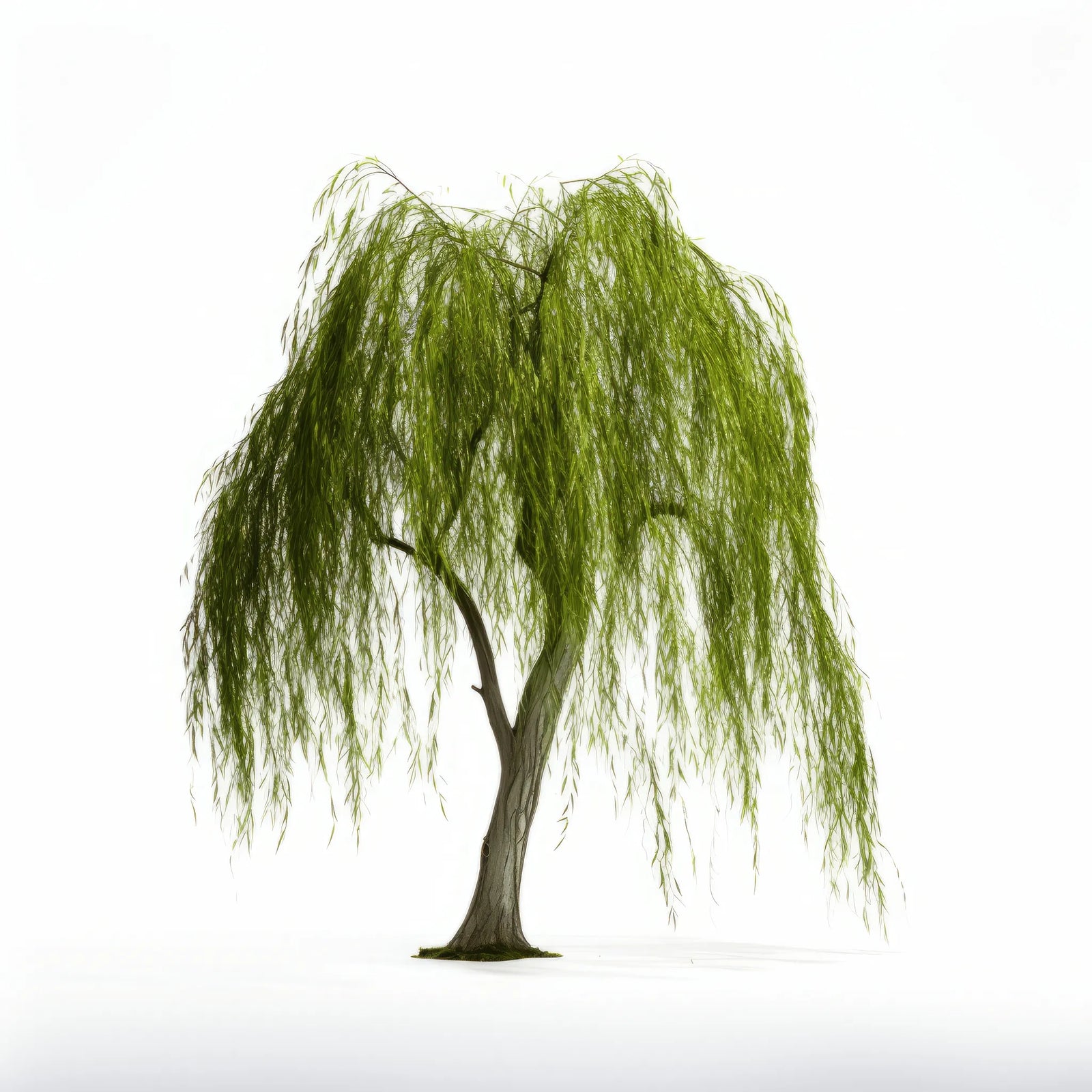 Aysun willow tree