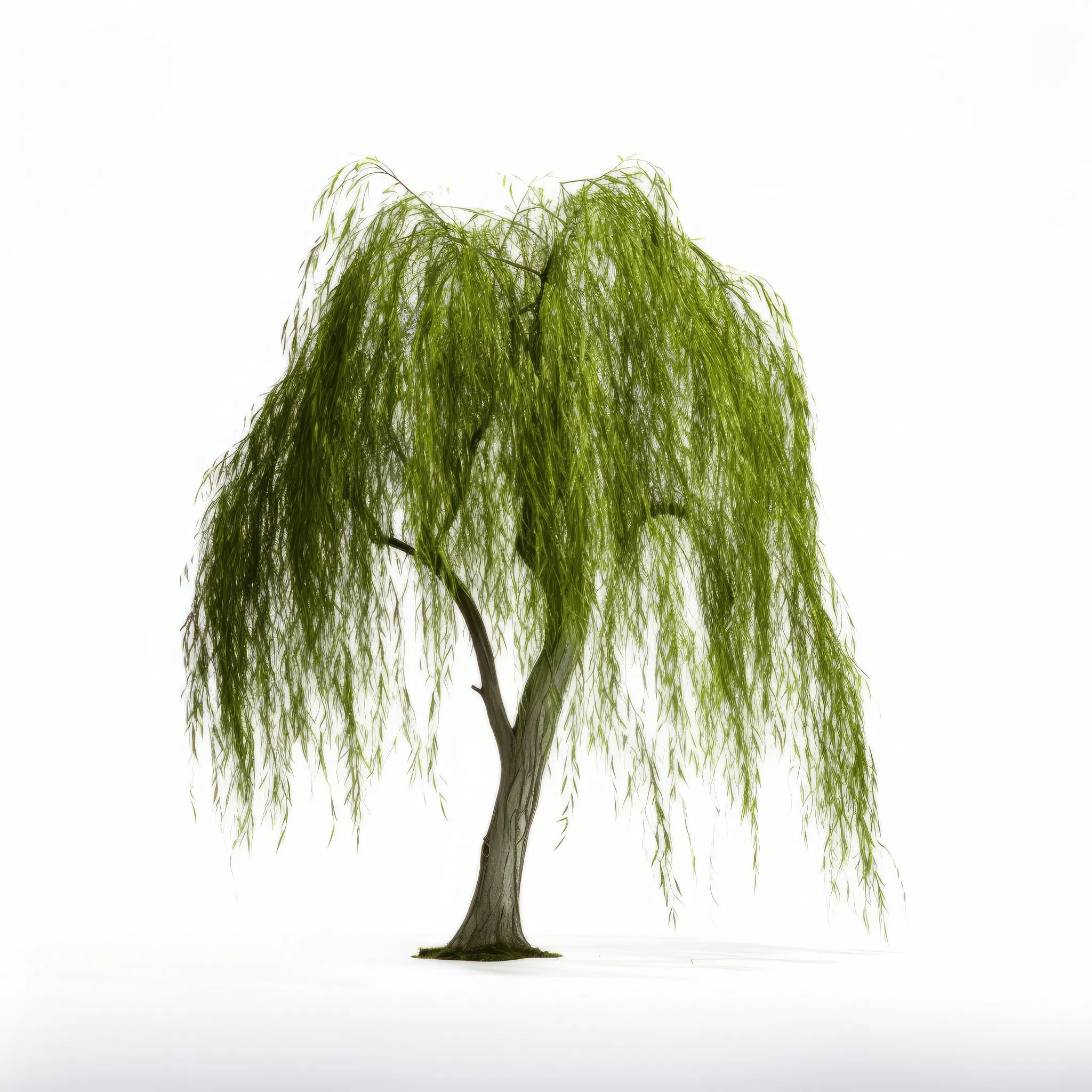 Aysun willow tree