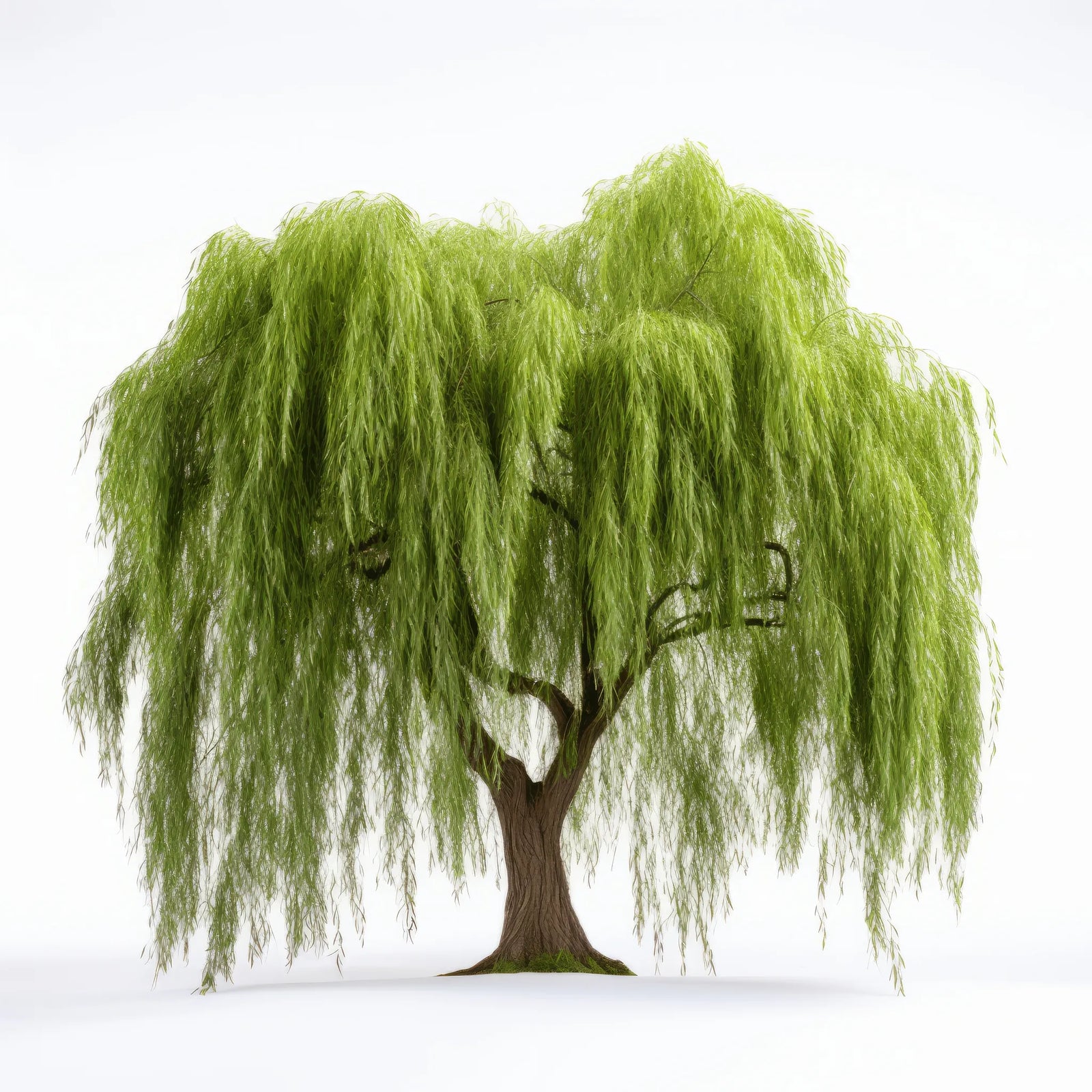 Azami willow tree