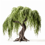Azaria willow tree