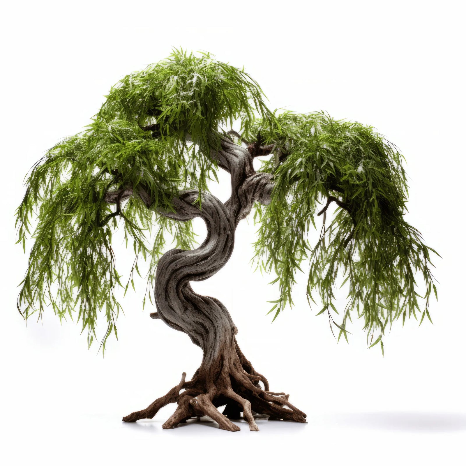 Azenor willow tree